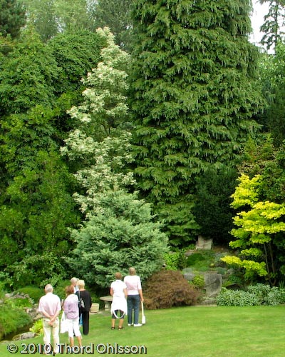 Acer negundo 'Flamingo'